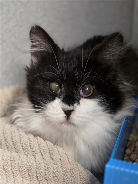 SWEETIE - Domestic Medium Hair available for adoption