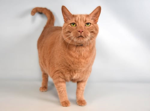 JACK - Domestic Short Hair available for adoption