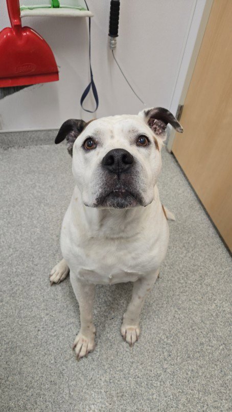CHOPPER - Bulldog / Boxer for adoption in Fort Collins