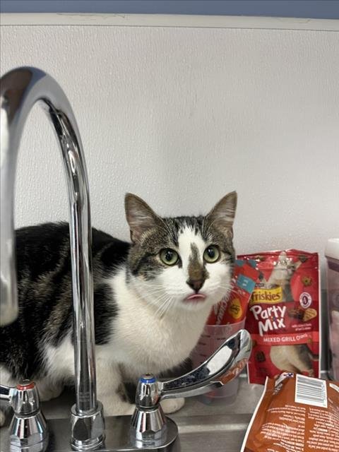 YOLANDA - Domestic Short Hair available for adoption