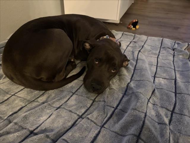 MULBERRY - Pit Bull Terrier available for adoption