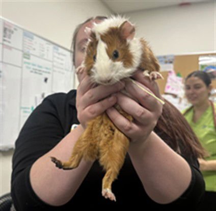 DAKOTA - Guinea Pig available for adoption