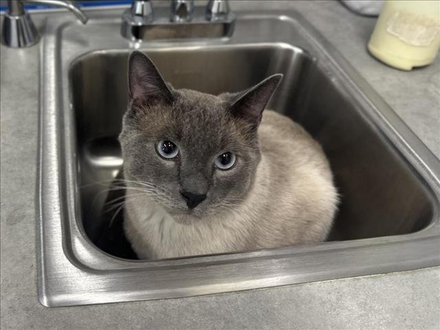 BOBA - Domestic Short Hair available for adoption