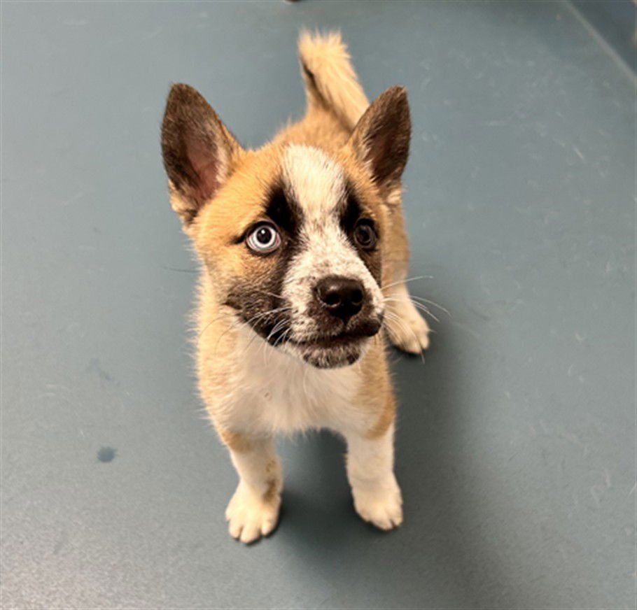 VECNA - German Shepherd Dog / Siberian Husky available for adoption