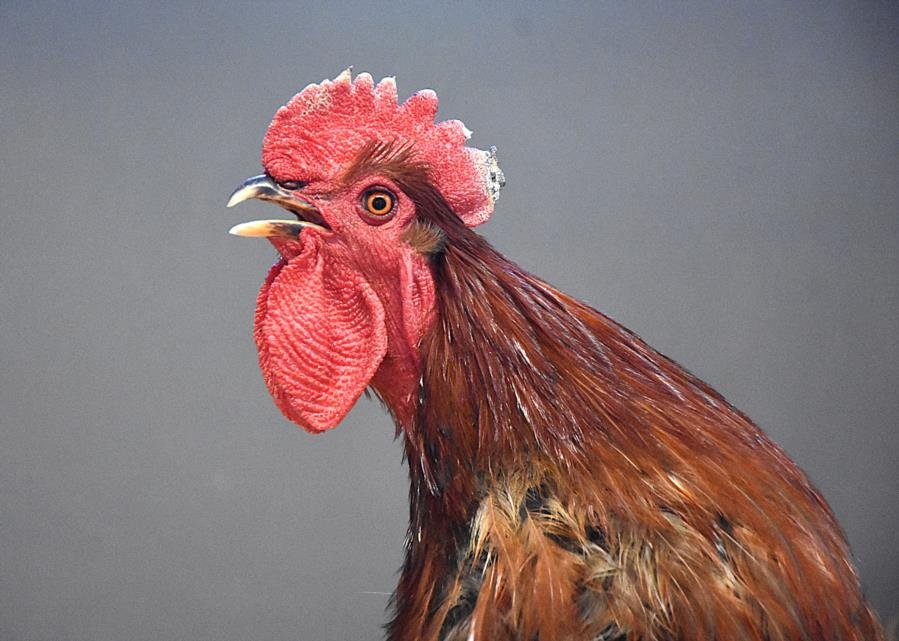 ROCKY - Chicken available for adoption