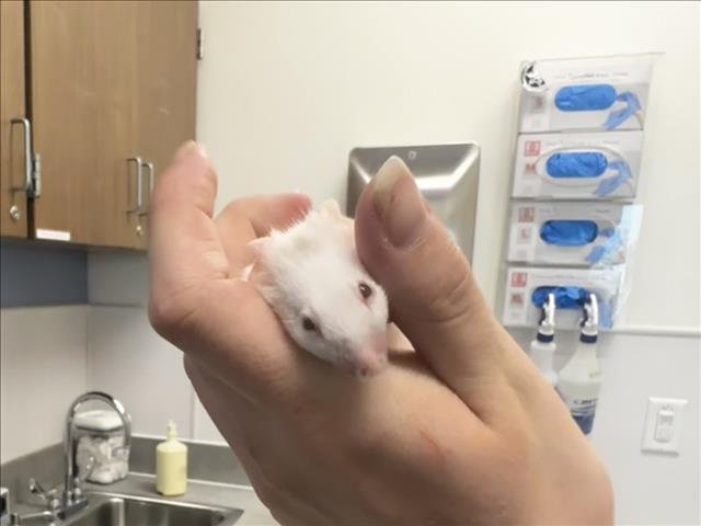 DELILAH - Mouse available for adoption