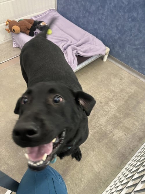 AQBOOT - Labrador Retriever available for adoption