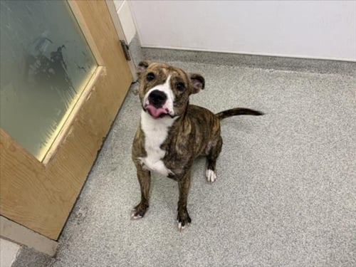LOLLI - Pit Bull Terrier available for adoption