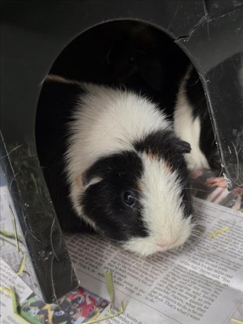 CRAYON - Guinea Pig available for adoption