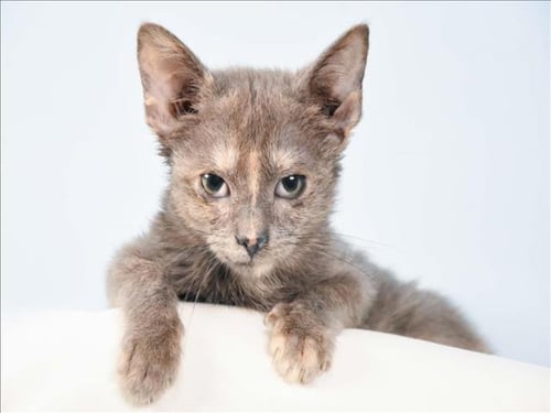 PENNE - Domestic Short Hair available for adoption