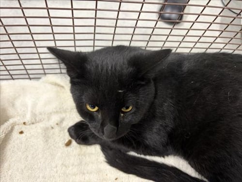RANGER - Domestic Short Hair available for adoption