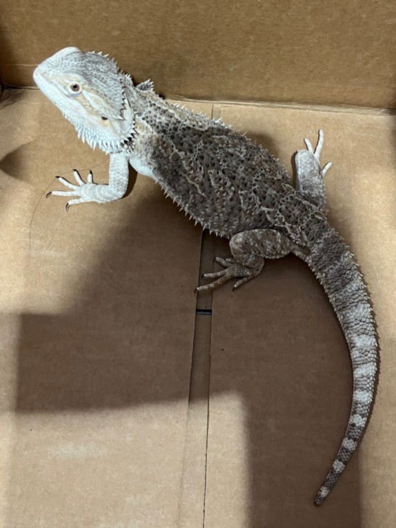 SHEILA - Lizard available for adoption