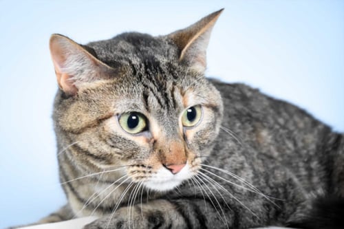 PEPPER - Domestic Short Hair for adoption in Fort Collins