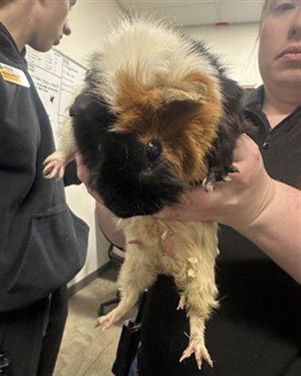 PETUNIA - Guinea Pig available for adoption