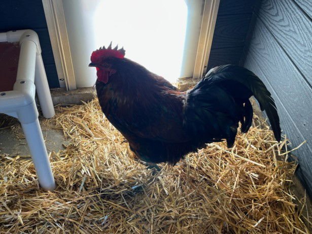 WALTER - Chicken available for adoption