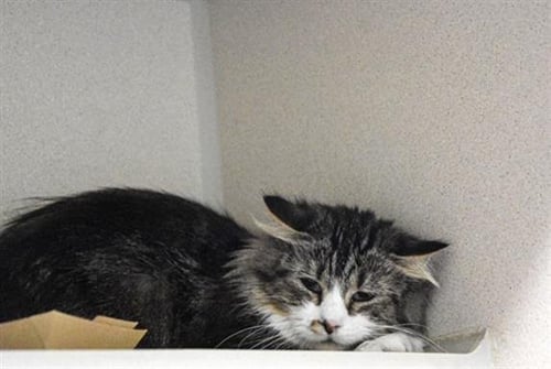 CASHMERE - Domestic Medium Hair available for adoption