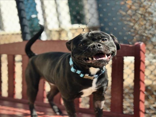 CAM - Pit Bull Terrier / Pug available for adoption