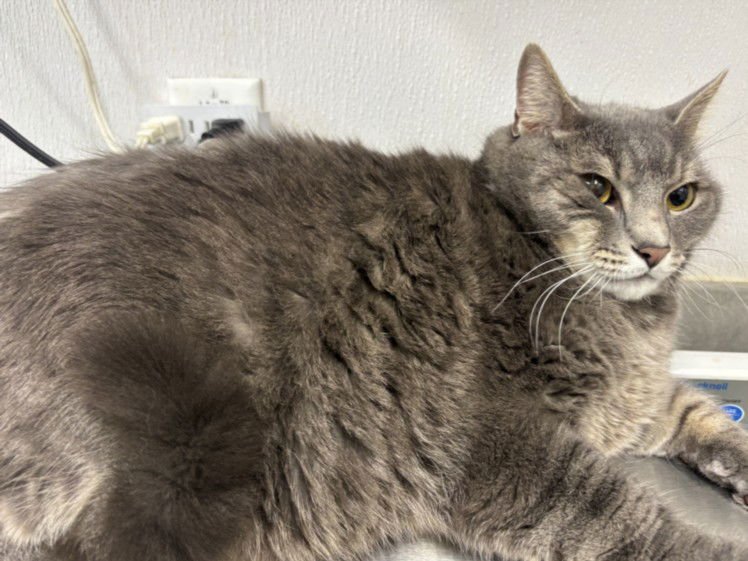 ODIN - Domestic Short Hair available for adoption