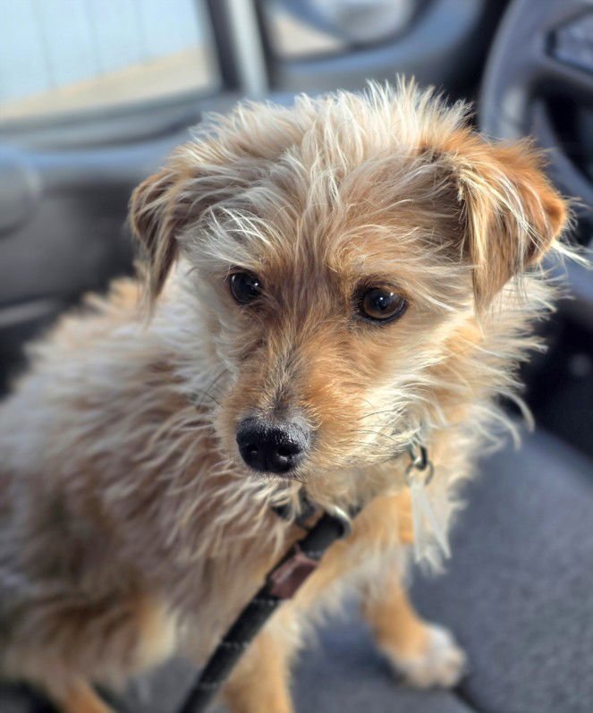 ALI BABA - Cairn Terrier / Chihuahua available for adoption