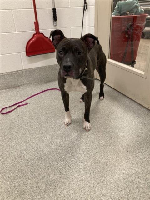 SHADOW - Pit Bull Terrier available for adoption