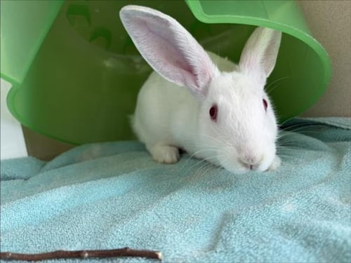 SANDWICH - Shorthaired Rabbit available for adoption