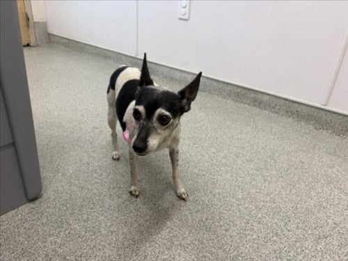 EMMY - Rat Terrier available for adoption