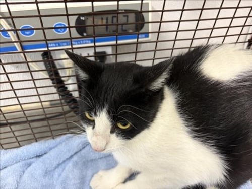 THISTLE - Domestic Short Hair available for adoption