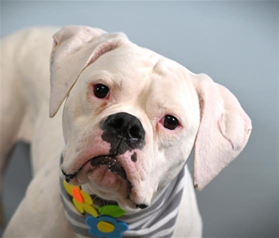 ROSIE Image