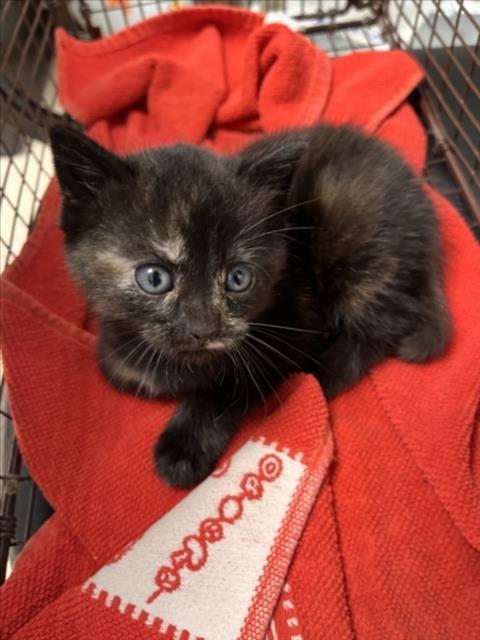 LADY GAGA - Domestic Short Hair available for adoption