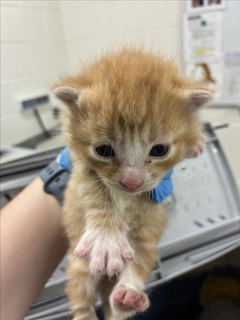 CREAMSICLE - Domestic Short Hair available for adoption