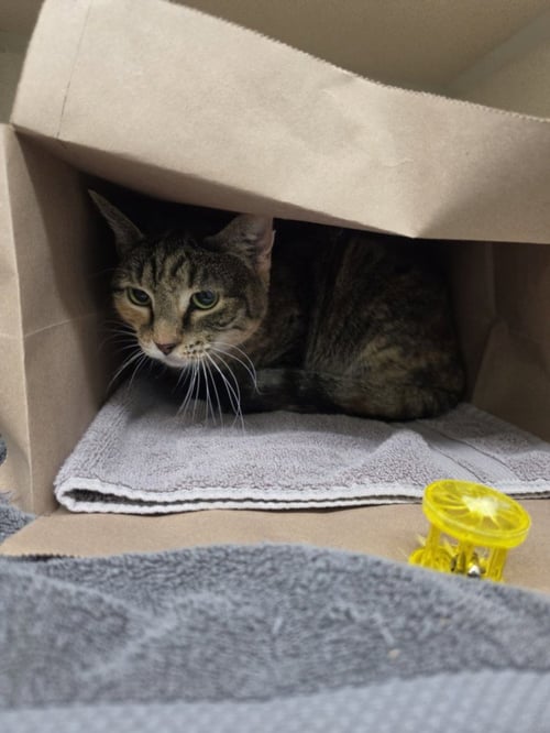 DAISY - Domestic Short Hair available for adoption