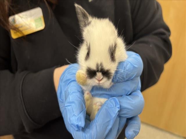 TOM SELLACK - Shorthaired Rabbit / English Spot available for adoption