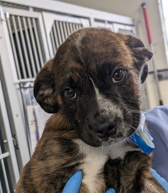 TIMON - Cane Corso Mastiff / Australian Cattle Dog/Blue Heeler available for adoption