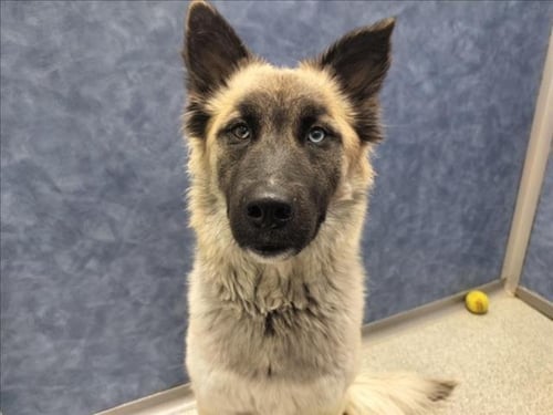 TRAVIESSA - German Shepherd Dog available for adoption