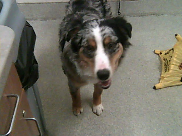 BEAU - Australian Shepherd available for adoption