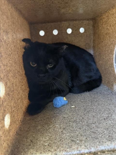 PHILLY CHEESESTEAK - Domestic Short Hair available for adoption