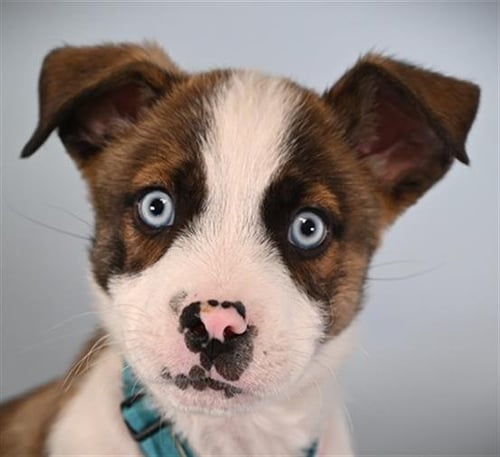 DUMPLING - Siberian Husky / Boxer available for adoption