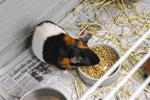 TOMMY - Guinea Pig available for adoption