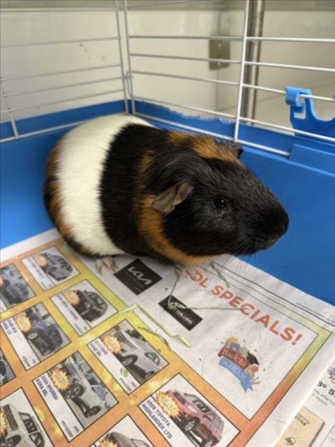 TOMMY - Guinea Pig available for adoption