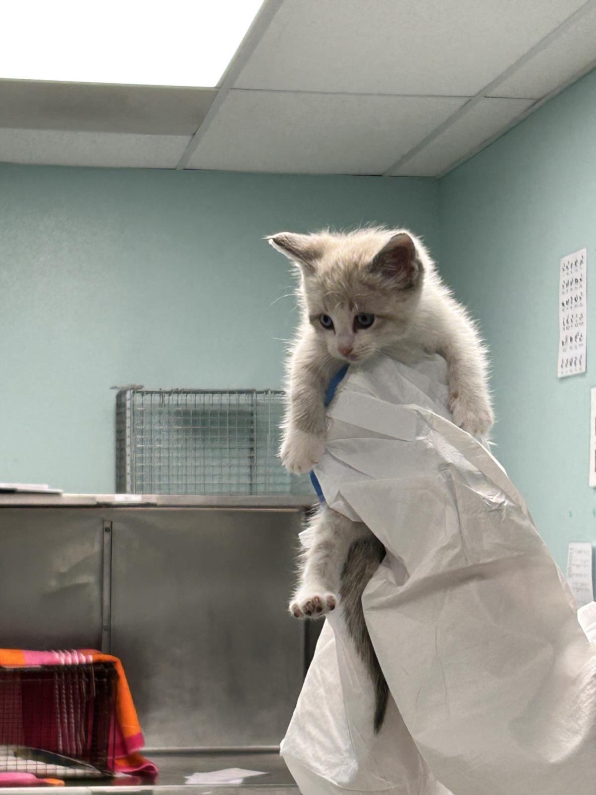 ZION - Domestic Short Hair available for adoption