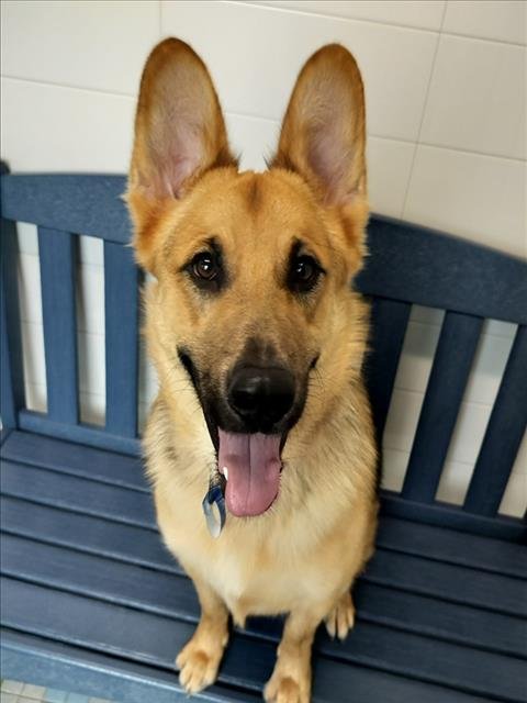 SHAGGY - German Shepherd Dog available for adoption