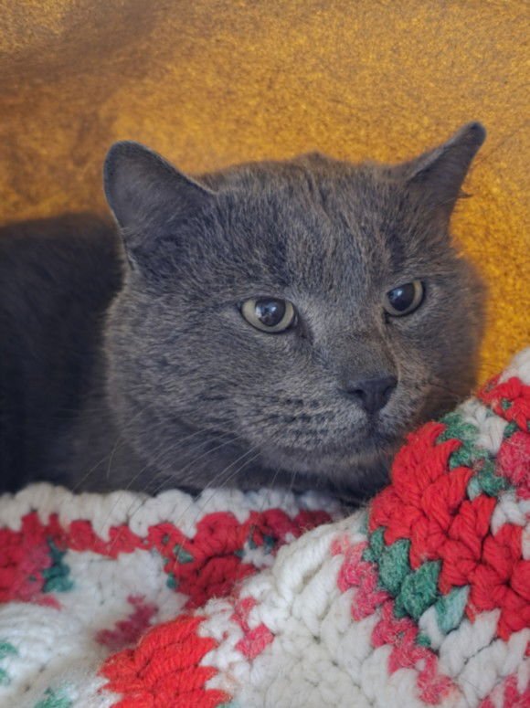 CHAI - Domestic Short Hair available for adoption