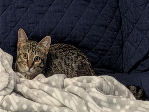 GRACE - Domestic Short Hair available for adoption