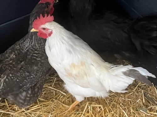 MOE - Chicken available for adoption