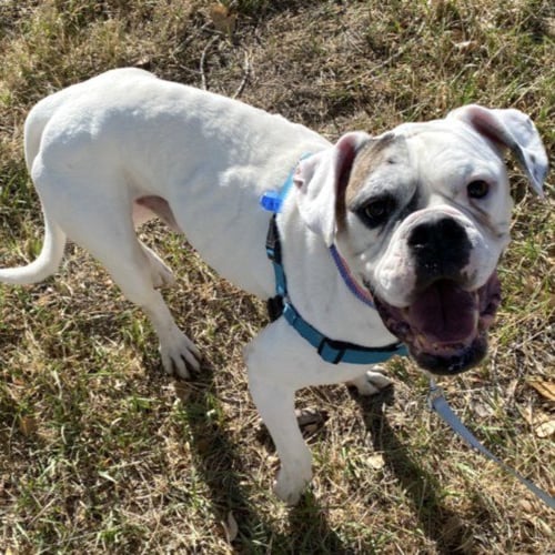 MOTO MOTO - American Bulldog for adoption in Fort Collins