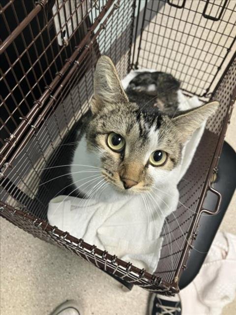 CURIOUS - Domestic Short Hair available for adoption