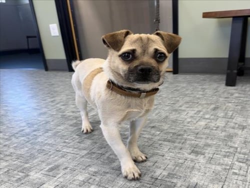 STANLEY - Pug / Jack Russell Terrier (Parson Russell Terrier) available for adoption
