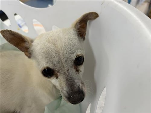 ALASKA - Chihuahua available for adoption