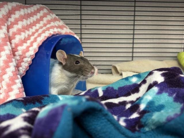 SPEEDY - Rat available for adoption