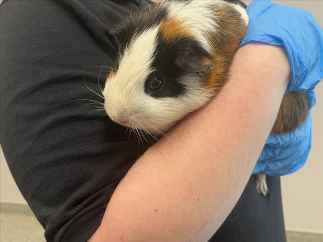SIMMY - Guinea Pig available for adoption